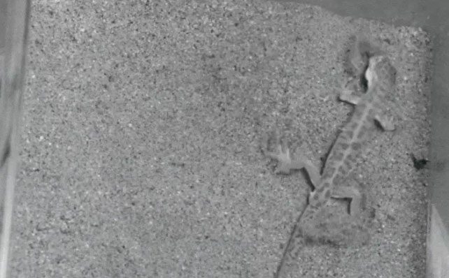  Geckos tend to exhibit extremely aggressive "berserker" behavior when encountering scorpions