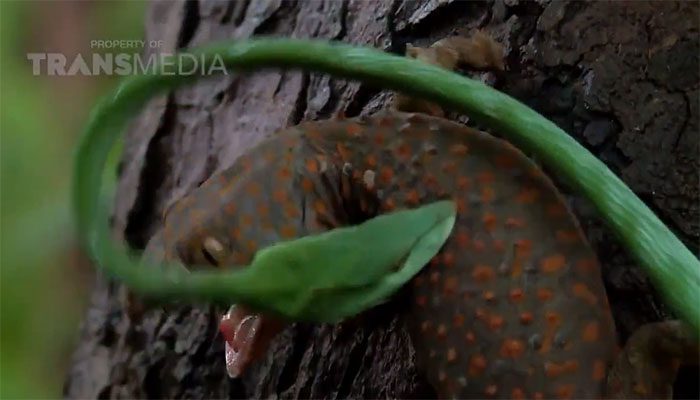 The Tokay gecko bites the snake's neck.