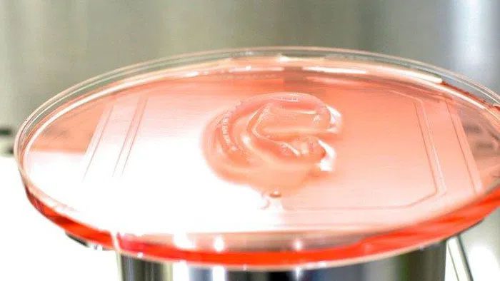 The ear gradually "maturing" in the laboratory