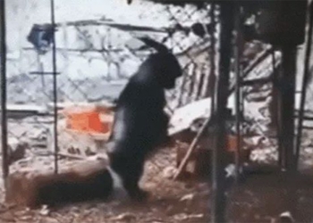 take the kid to 2 legs to get the phone to record what happens next shocking 120372