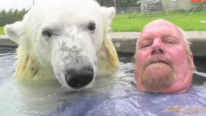 Mark Dumas swimming with a polar bear.