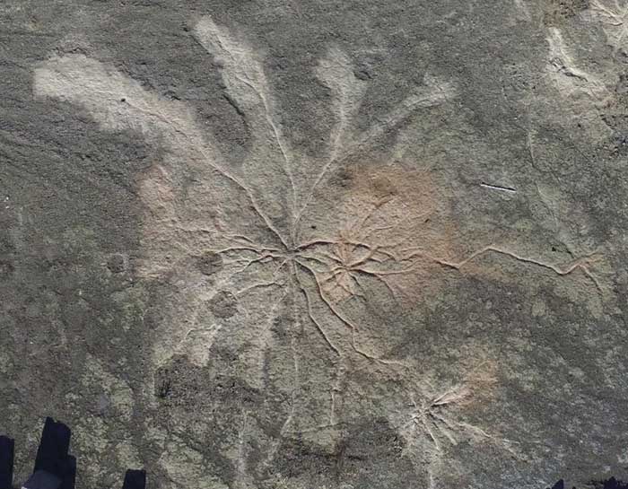 Remnants of an ancient forest identified at a quarry in the USA.