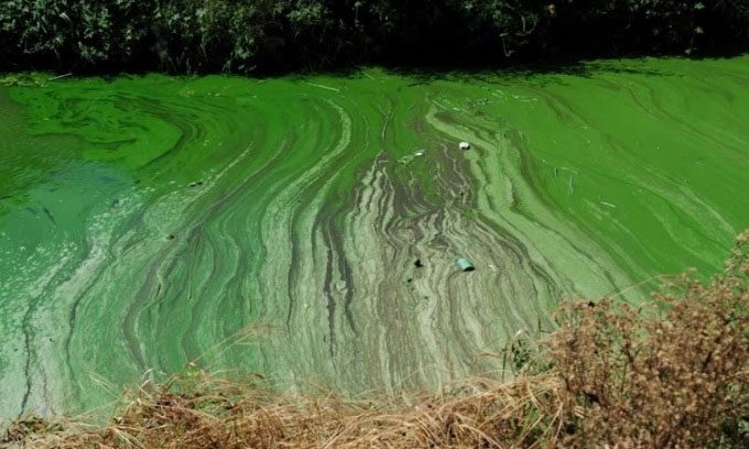 Algae covering Taihu Lake in China.