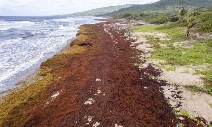 Sargassum on the beach in St. Andrew on July 27.
