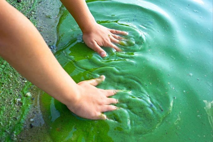 Types of algae are the primary producers of the ocean ecosystem.
