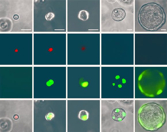 RASC transforms into AT2 spectacularly when cultured in the laboratory