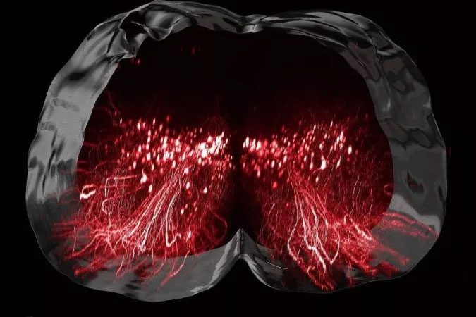 Graphic showing stimulated neurons
