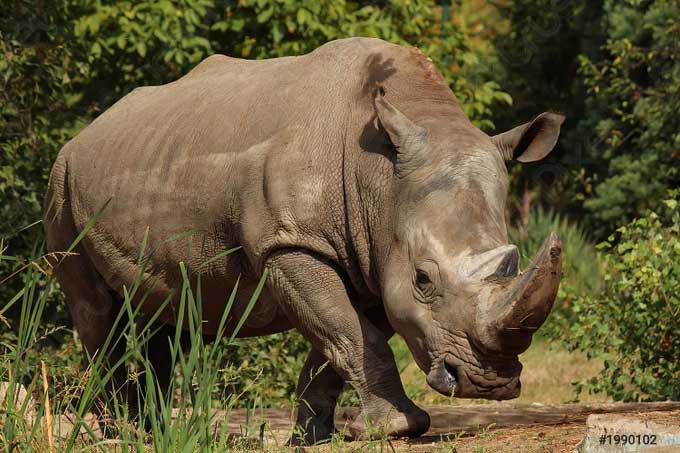 A white rhinoceros in the wild.