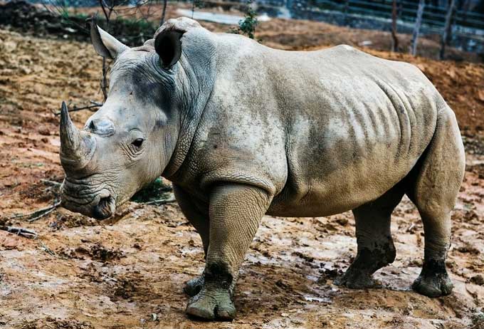 Rhinoceros raised in an ecological park in Dien Lam, Dien Chau district