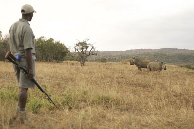 White rhinoceros is strictly protected in reserves in Africa.