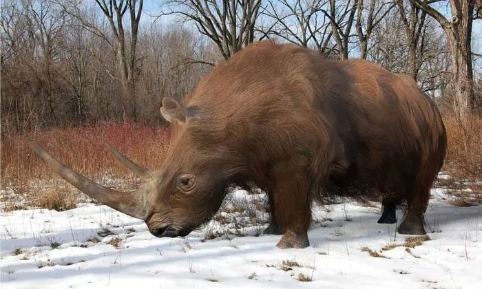 Before going extinct about 14,000 years ago, the woolly rhinoceros roamed widely.