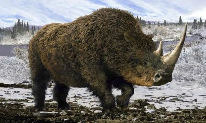 So far, no one has mentioned attempts to recreate and revive the woolly rhinoceros.