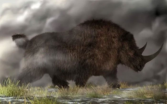 Woolly rhinoceros (Coelodonta antiquitatis) resembles modern rhinoceroses.