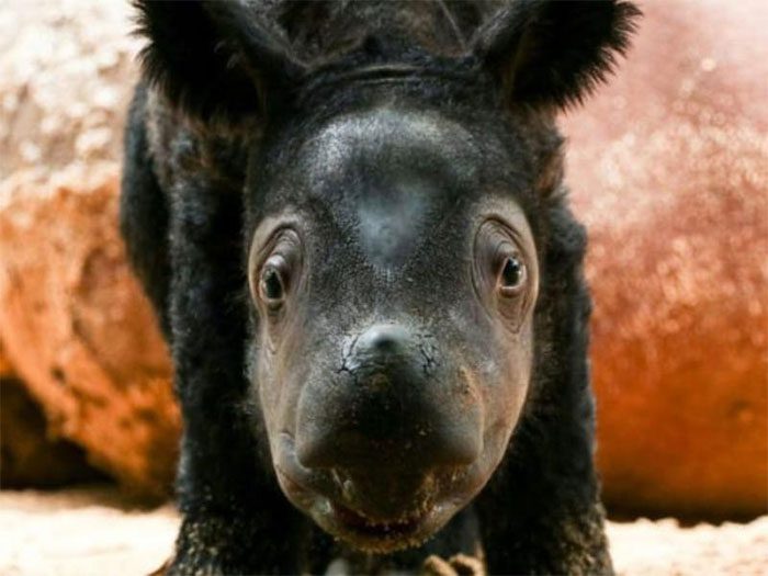 The newborn Sumatran rhino born on March 24, yet to be named.