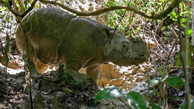 Sumatran rhino
