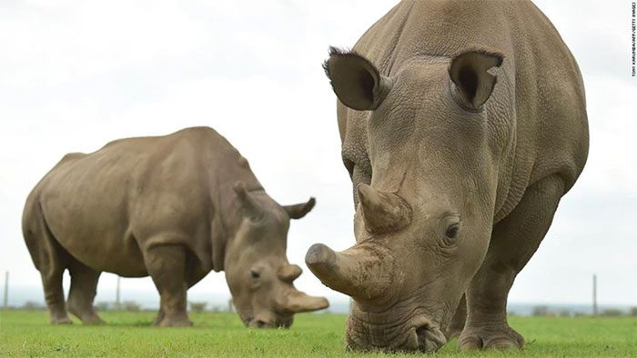 Northern White Rhino