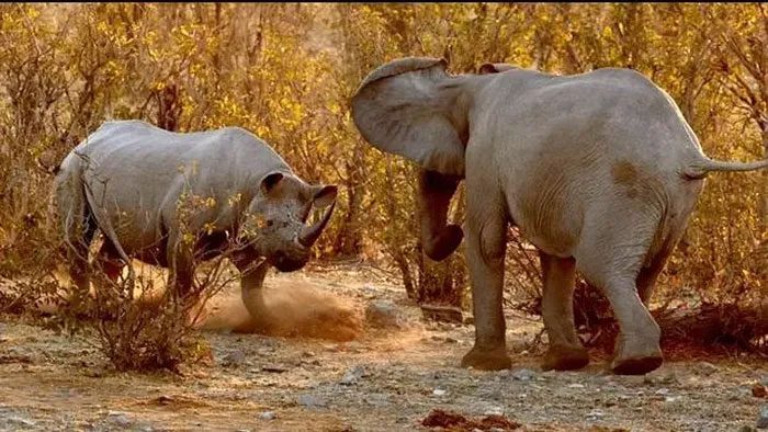 Rhinoceros and elephant have clashed over water supply.