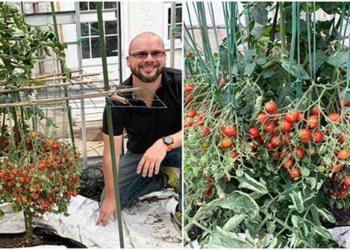 teacher creates thousands of tomato fruits 119821