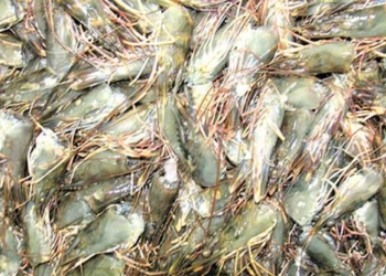 technology helps increase value of shrimp products by more than 4 times 122286
