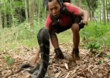 teenager arrested for using electricity to power snakes in an attack