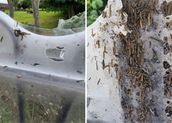 terrifying mantis behind giant butterfly spreading across parks in uk 120860