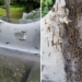 terrifying mantis behind giant butterfly spreading across parks in uk 120860