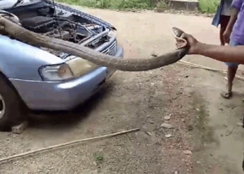 terrifying scene snake 5m long round in car engine 121734