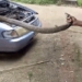 terrifying scene snake 5m long round in car engine 121734