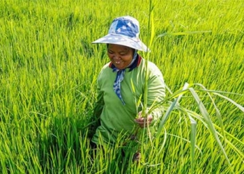 thailand develops new rice variety resistant to flood 123333