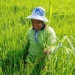 thailand develops new rice variety resistant to flood 123333