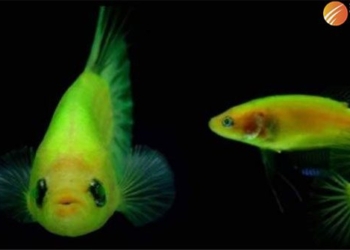 thailand issues order to eliminate huynh quang gene modification 122921