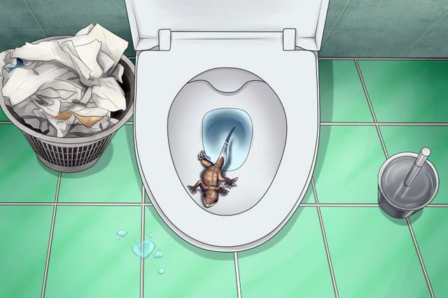 Lizards love water and seek food wherever they can.