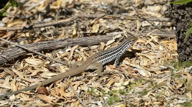 In some cases, parthenogenesis allows females to create their own mates.