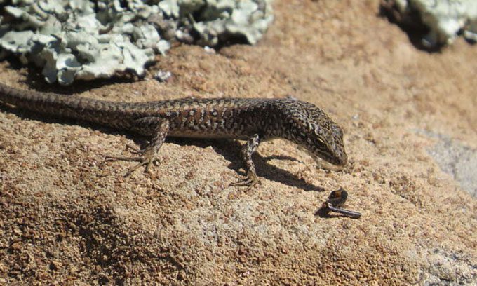 The spotted skink, a species endemic to Tasmania.