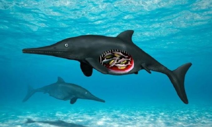 Reconstructed image of the pregnant ichthyosaur.
