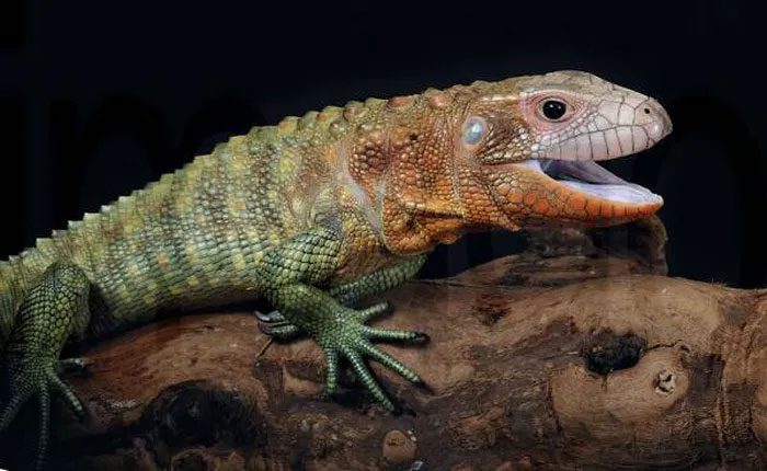 Caiman Lizard spends most of its time submerged in water