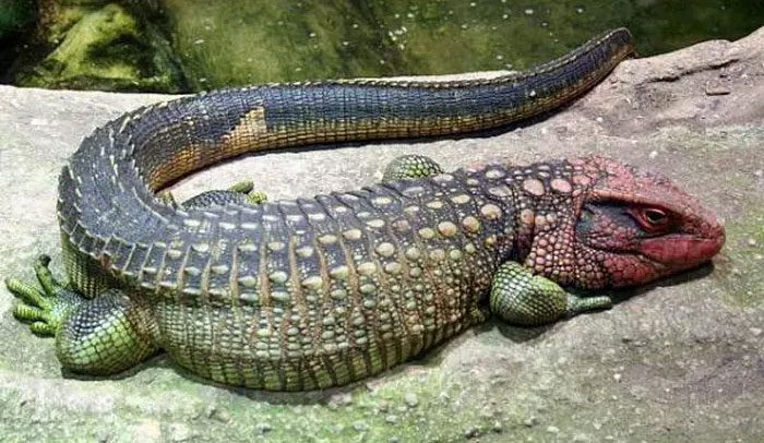 They have a long, flattened tail that aids in swimming.