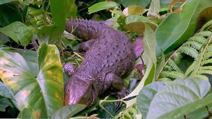 Caiman Lizard