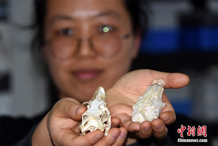 Comparison of the skull of the Li lizard fossil (right) and the skull of the current giant lizard.