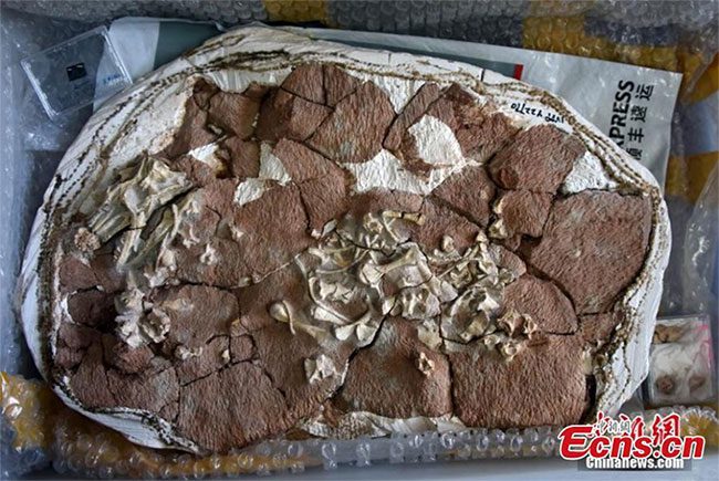 Fossil specimen of the Li lizard.
