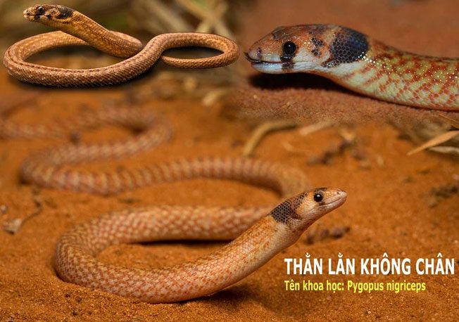 than lan khong chan