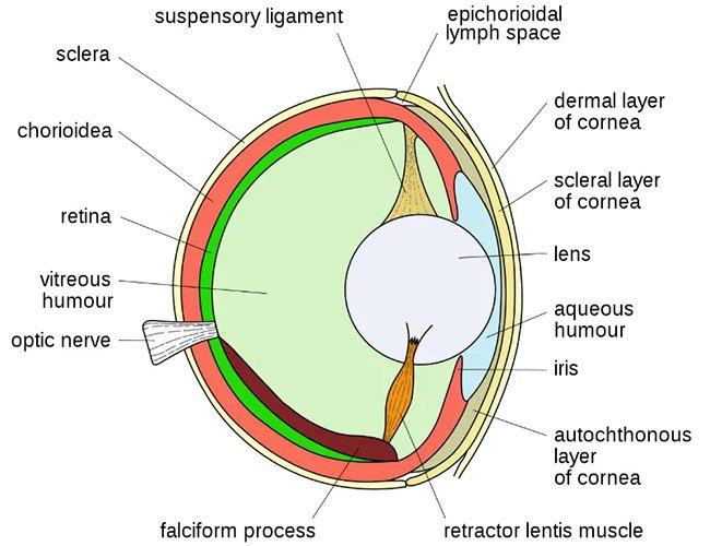 Spherical lens in a fish's eye