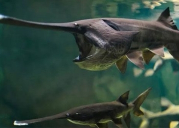 the 200 million year old fish species from china officially extinct 121946