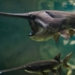 the 200 million year old fish species from china officially extinct 121946