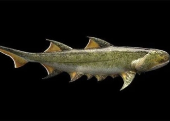 the 455 million year old monster in china is our ancestor 123262