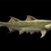 the 455 million year old monster in china is our ancestor 123262