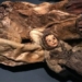 the 500 year old mummy of the 101650 original