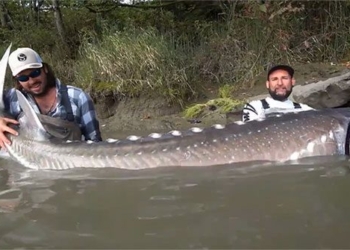 the 90 minute battle against the 3 4m hidden sea monster 118604