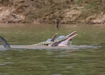 the action of bolivian pigs causes headaches for scientists 121790