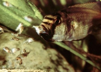 the african catfish a remarkable species when the mother eats her own young 124066